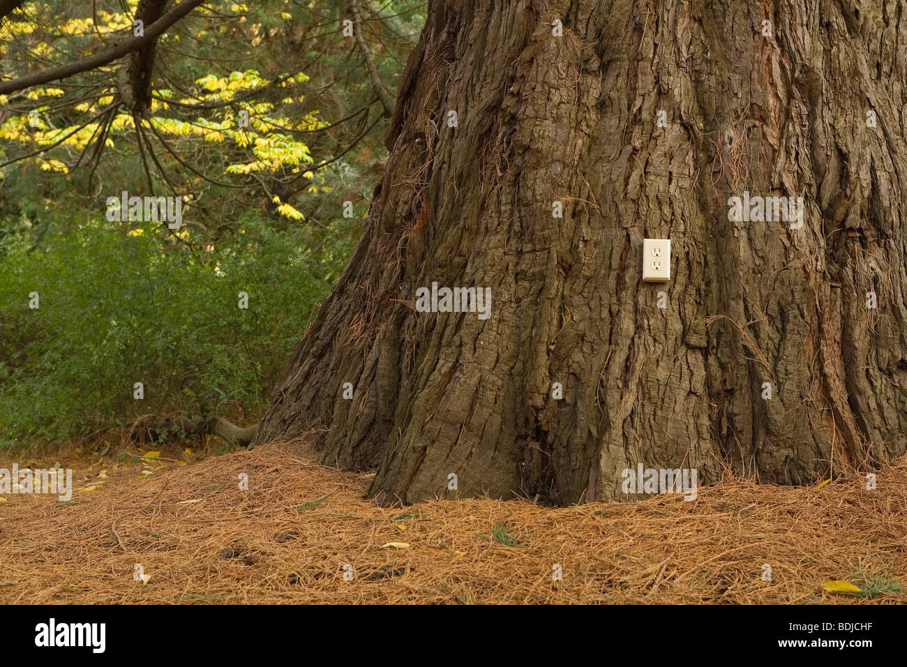 Presa elettrica su di un vecchio cedro Foto Stock