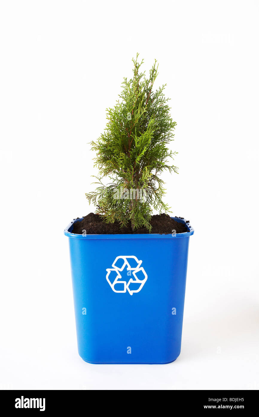 Albero piantato nel contenitore di riciclaggio Foto Stock