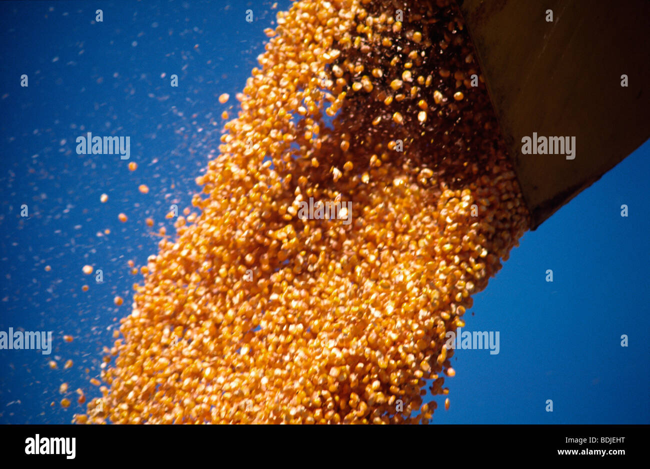Scarico del cereale Foto Stock