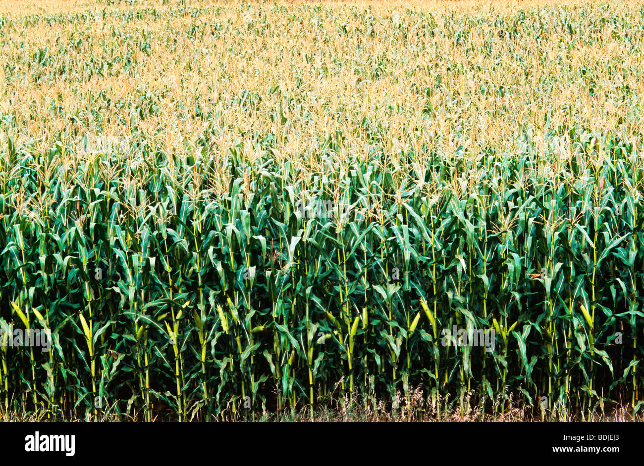 Campo di cereale Foto Stock