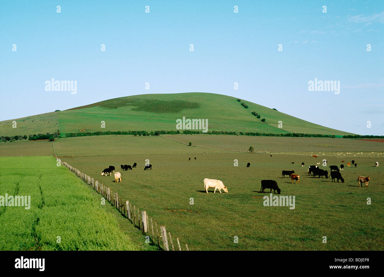 Agriturismo, avena Crop, bovini Foto Stock