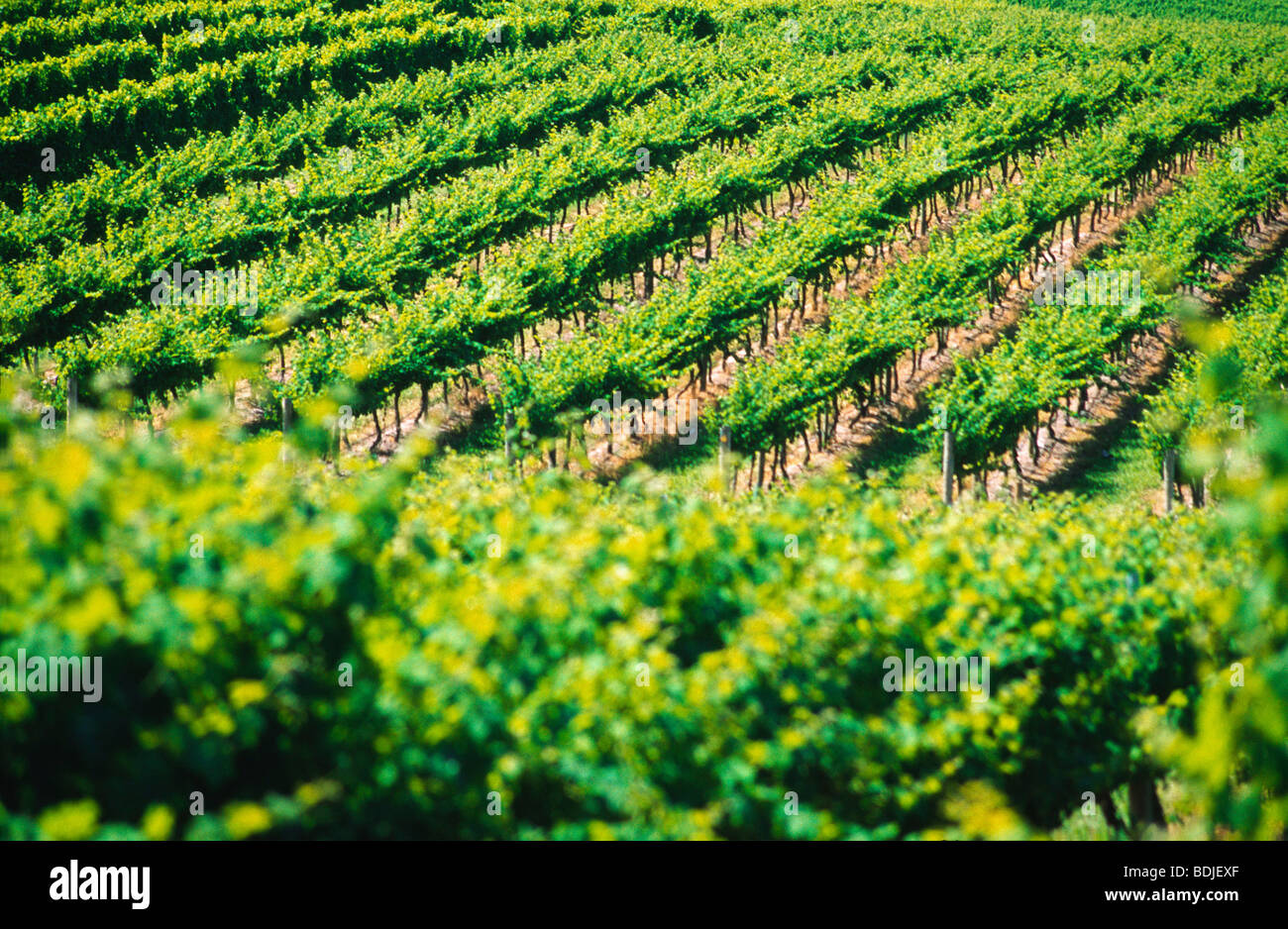 Vigneto, vigne, la Valle di Yarra, Australia Foto Stock