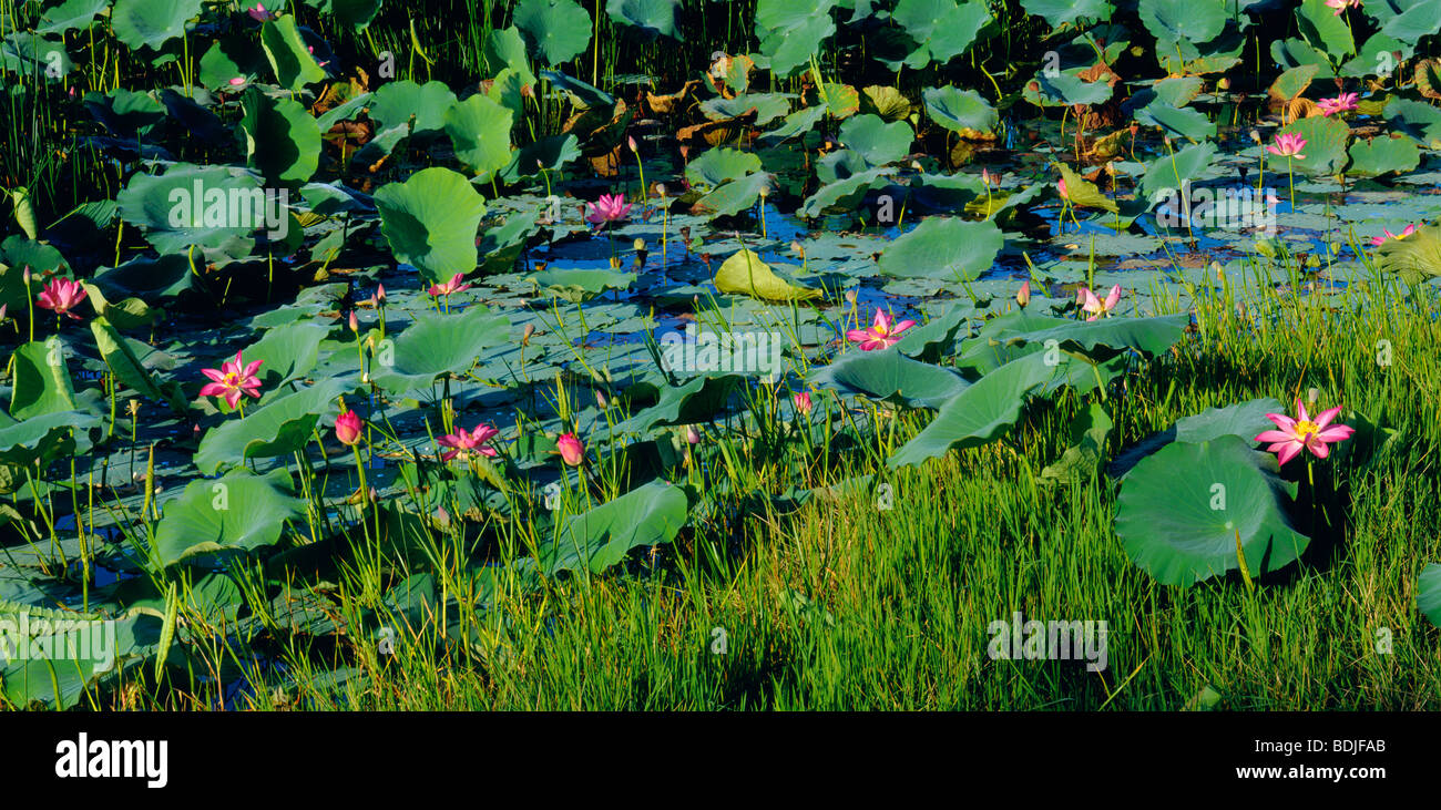 Water Lilies in palude, Kakadu Nat. Park, Australia Foto Stock