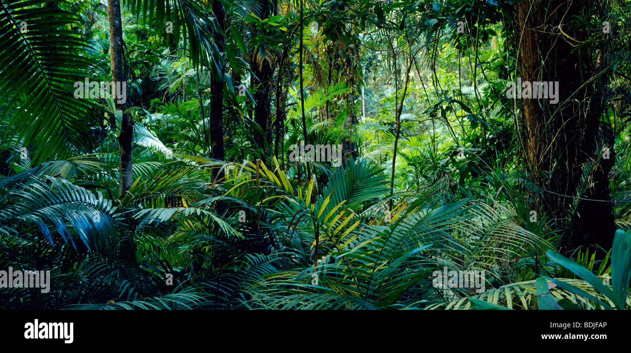 La foresta pluviale tropicale, Australia Foto Stock