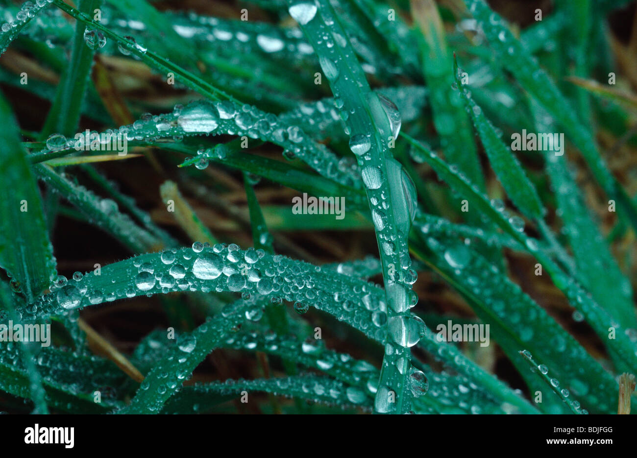 Gocce su erba, acqua Abstract Foto Stock