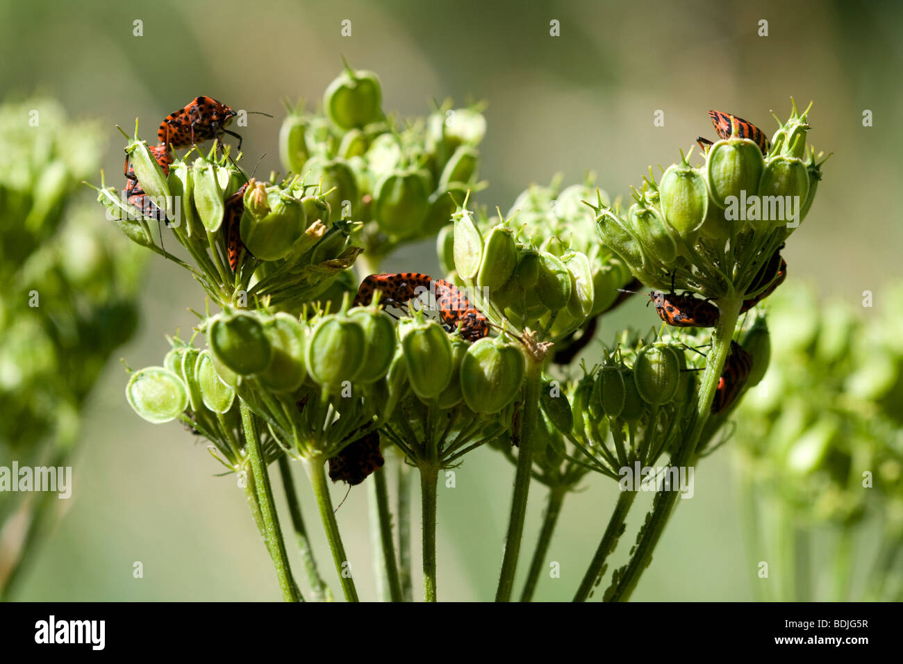 Molti rosso e nero striata bug di protezione sui semi di euforbia Foto Stock