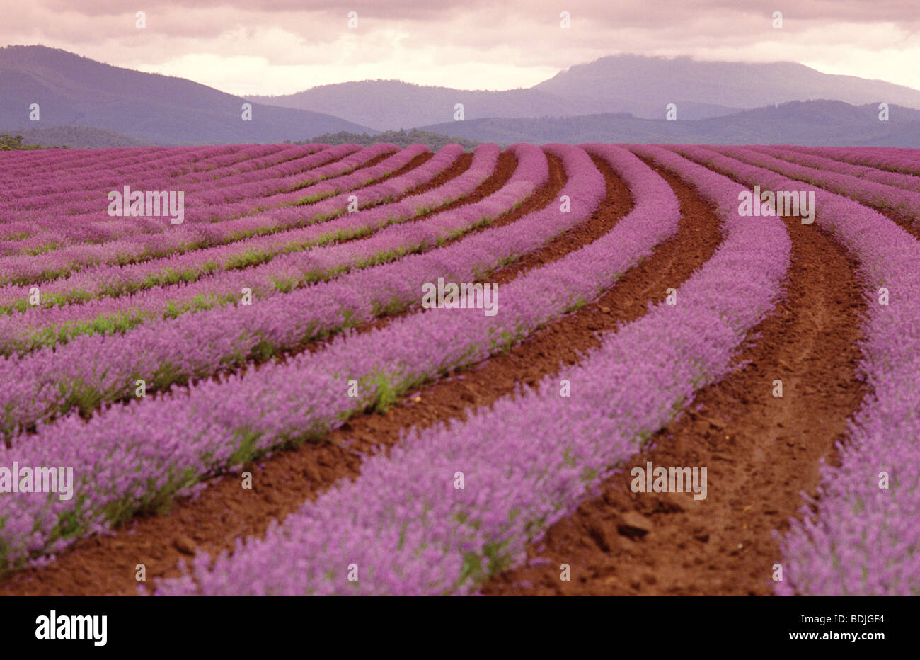 Fattoria Dei Fiori Immagini e Fotos Stock - Alamy