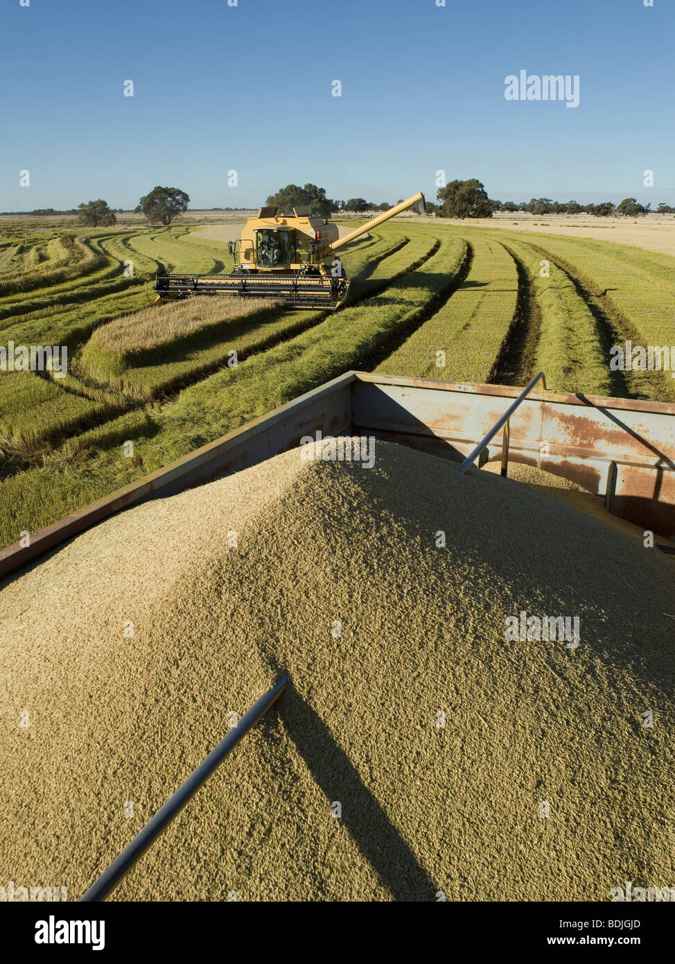 Raccolta del riso, Australia Foto stock - Alamy