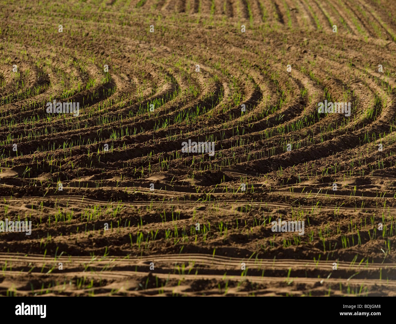 Campo Arato pronto per la semina di grano, Australia Foto Stock