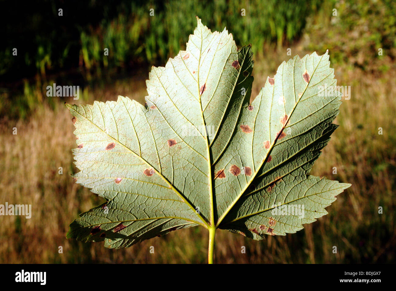 Platano aka Foglia di acero di monte Acer pseudoplatanus Sapindaceae famiglia mostra Tar spot funghi Rhytisma acerinum in stadi precoci Foto Stock