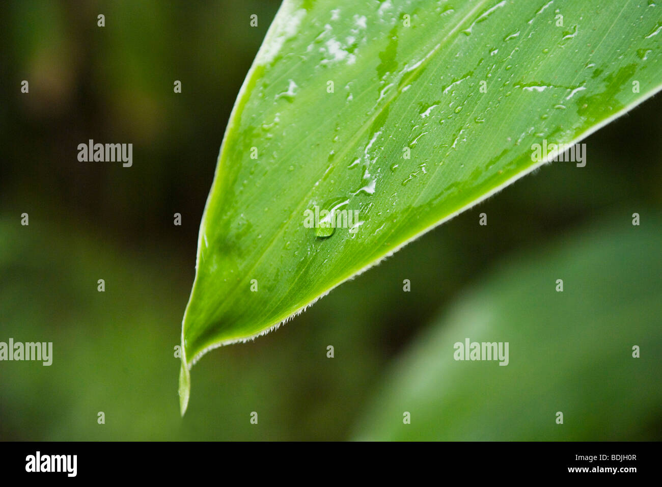 Foglia, close-up Foto Stock