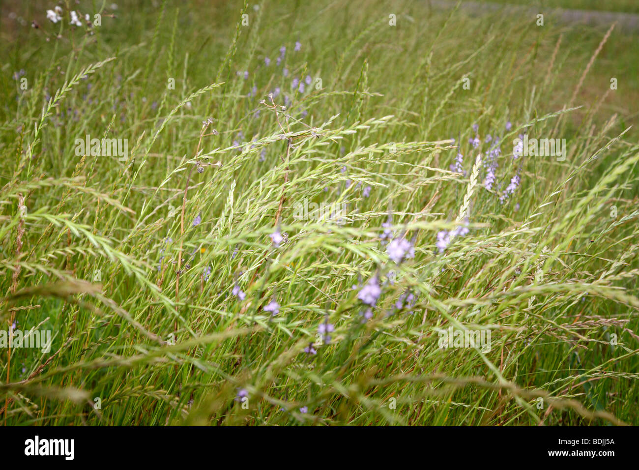 Close-up di fiori viola in campo erboso Foto Stock