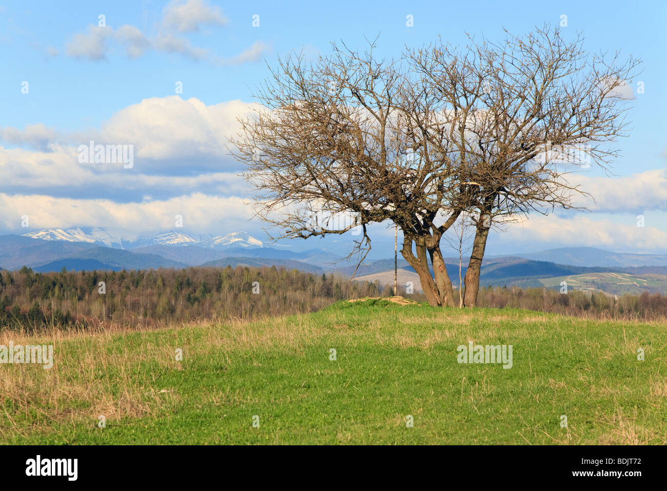 Albero solitario sulla molla montagna collina sul cielo nuvoloso baground (Carpazi, Ucraina) Foto Stock