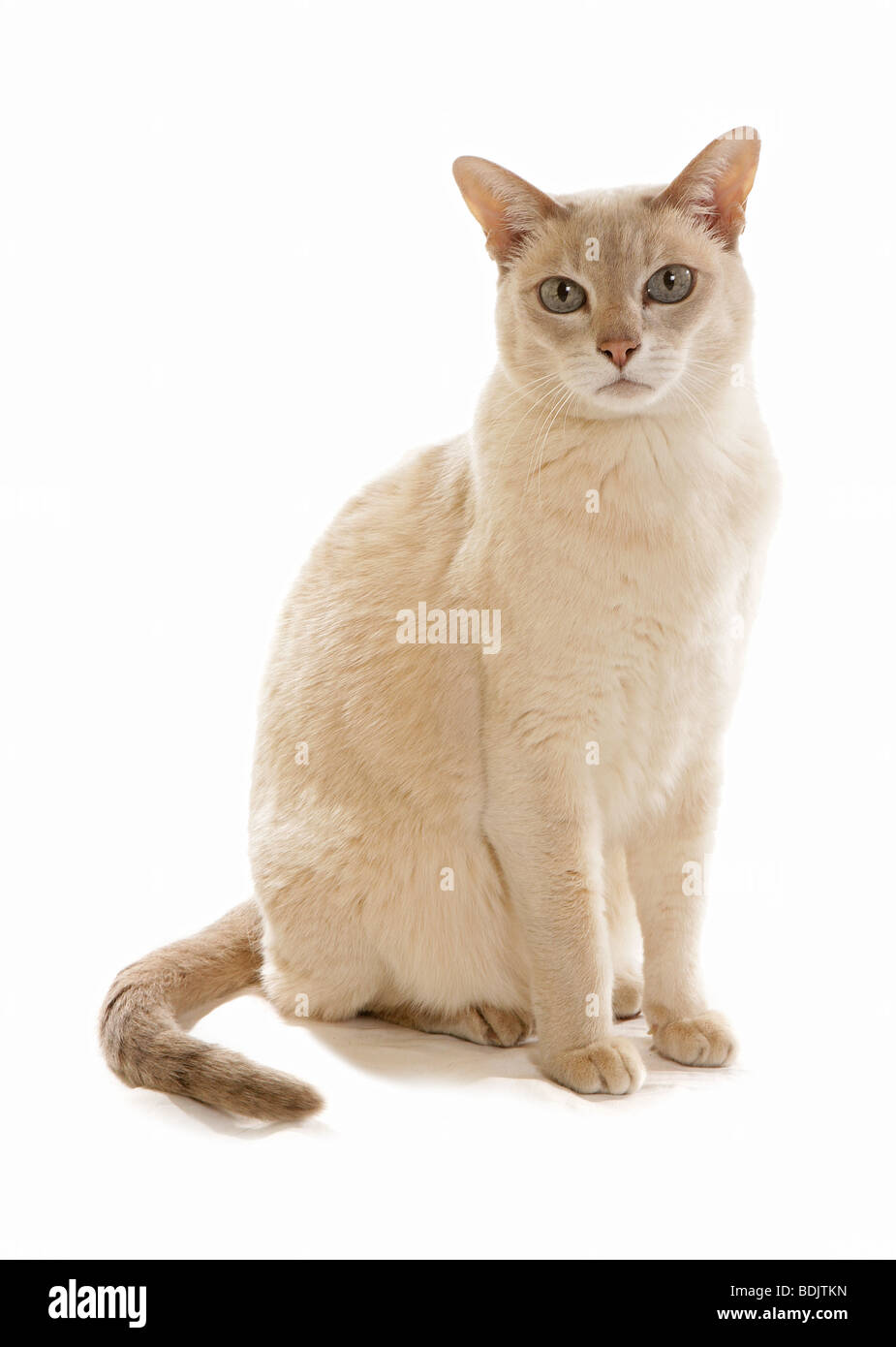 Gatto tonkinese. Adulti seduti. Immagine di studio su sfondo bianco Foto Stock