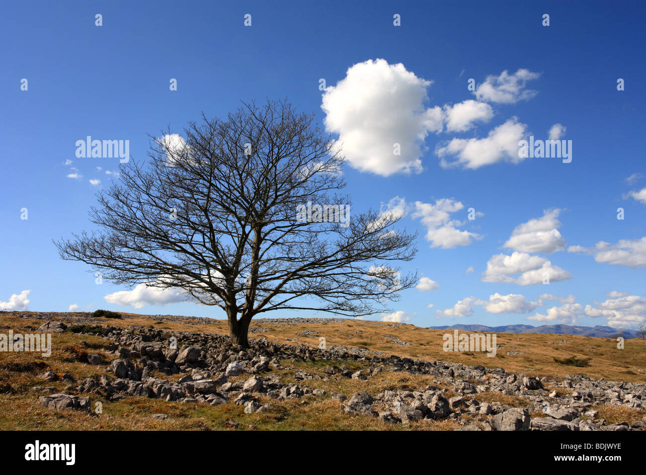 Lone Tree sul 'Whitbarrow scar " pavimentazione di pietra calcarea Parco Nazionale del Distretto dei Laghi. Foto Stock
