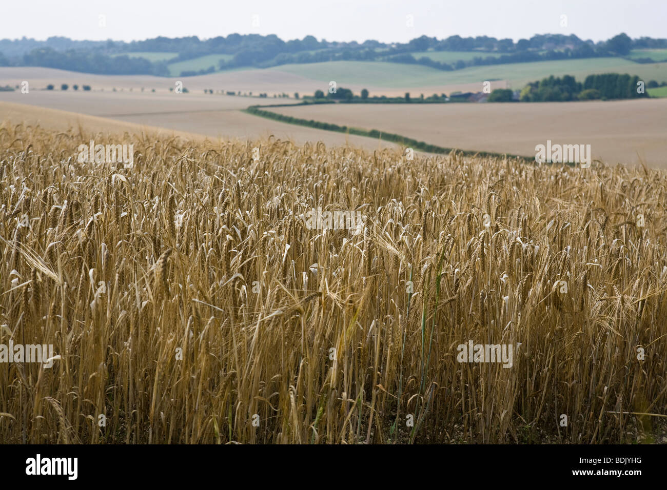 Campagna inglese e vista dei campi di grano a sud dell'Inghilterra terreni agricoli Foto Stock
