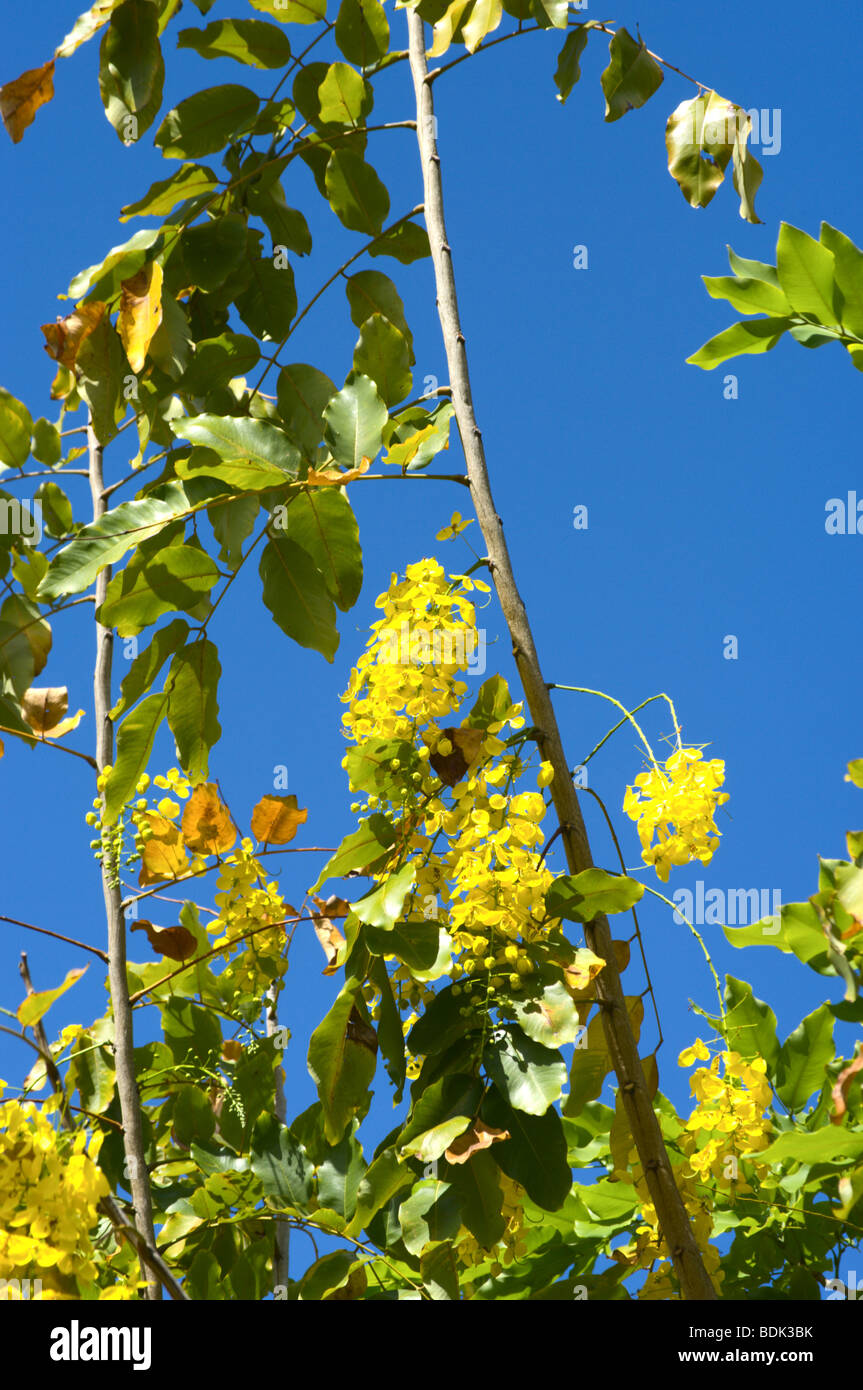 Fiore giallo di golden shower tree Kauai HI Foto Stock