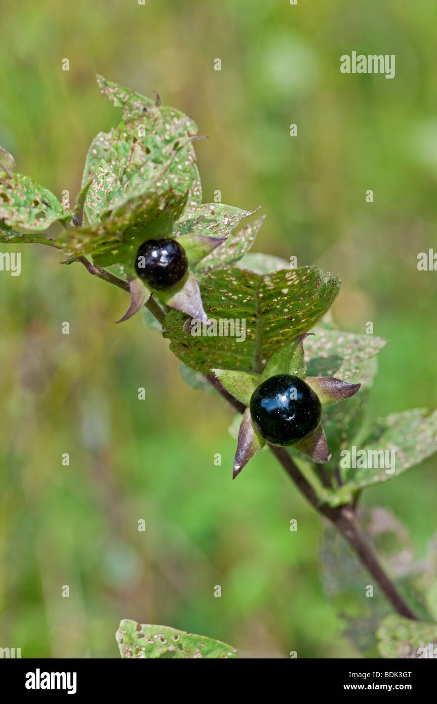 La mortale Nightshade: Atropa belladonna Foto Stock