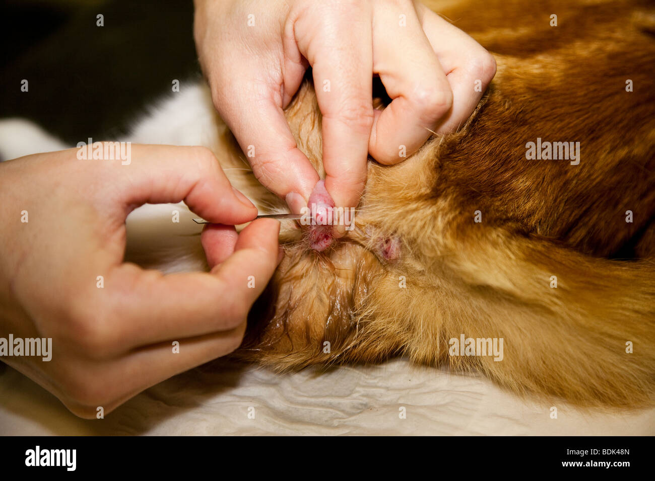 Cat essendo castrato sotto anestesia generale Foto Stock