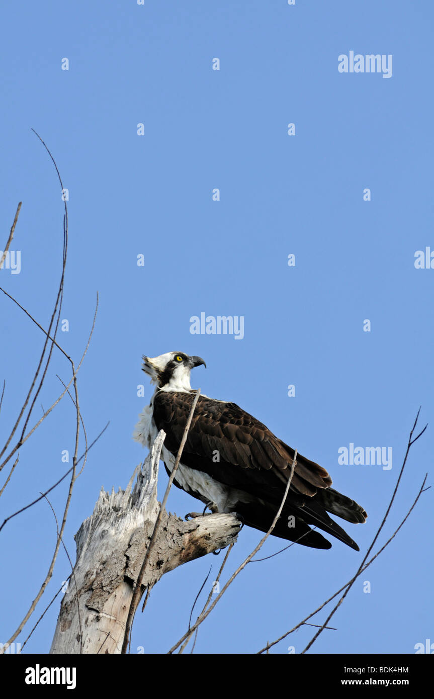 Osprey: Pandion haliaetus. Florida, Stati Uniti d'America Foto Stock