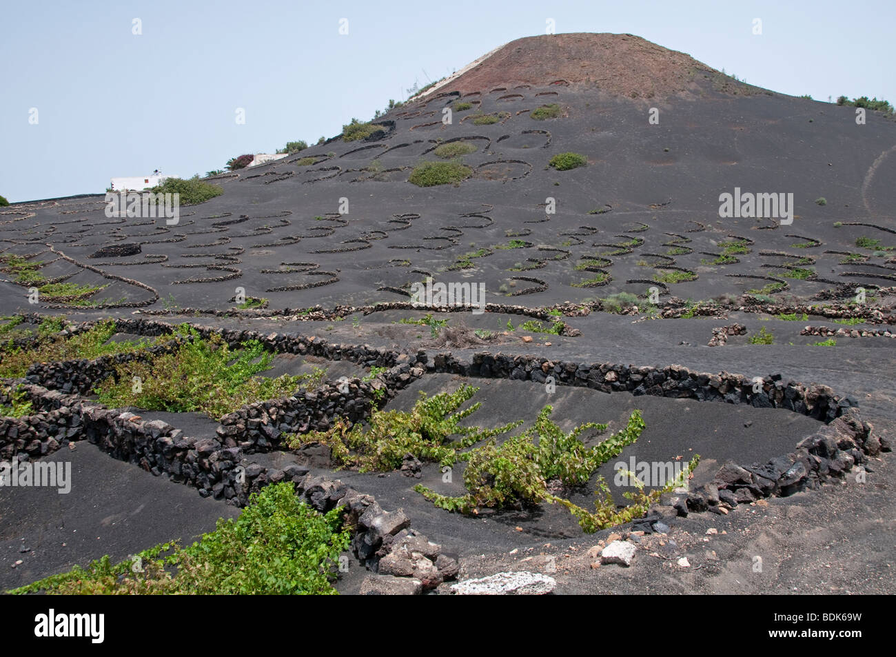 Vitigni coltivati in terreno vulcanico, crescendo dietro semi-circolare rompe il vento. La Geria, Lanzarote, Isole Canarie Foto Stock