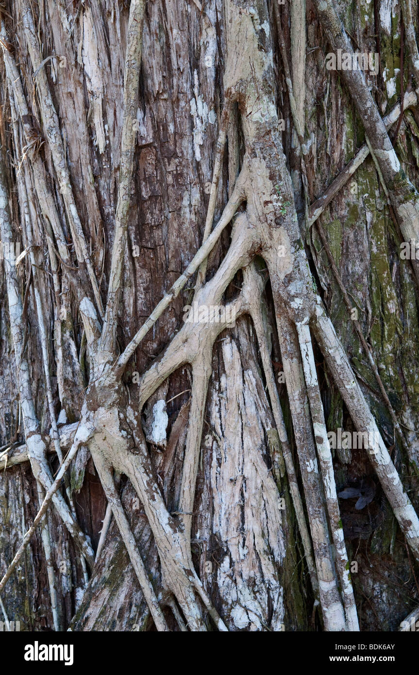 Strangler Fig: Ficus aurea. Struttura di cavatappi palude, Florida, Stati Uniti d'America Foto Stock