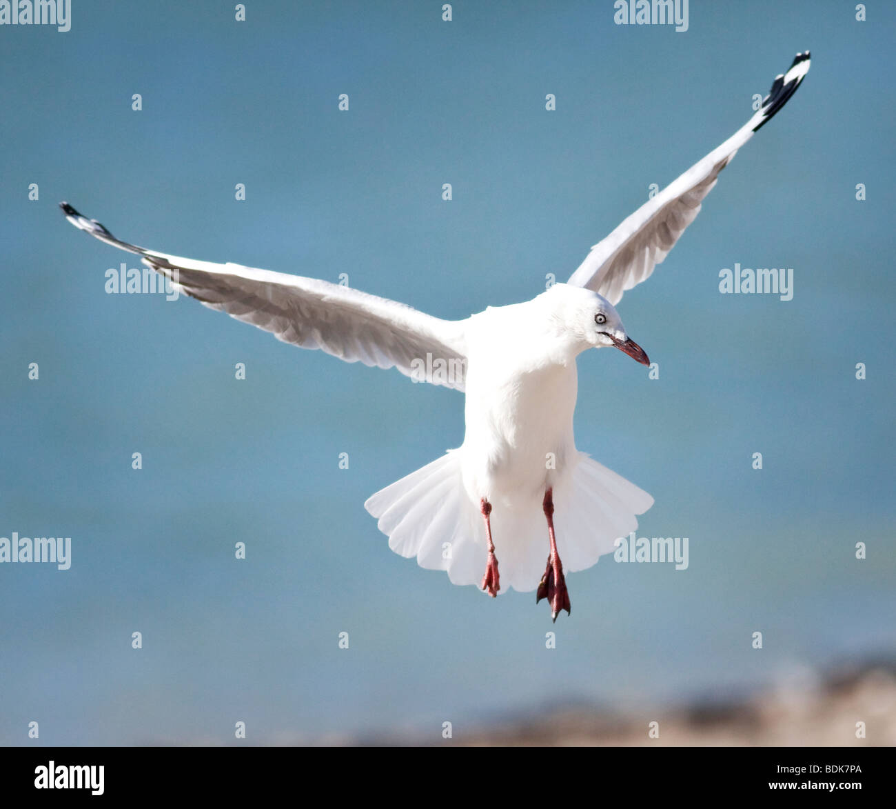 Ritratto di un gabbiano su una spiaggia Foto Stock