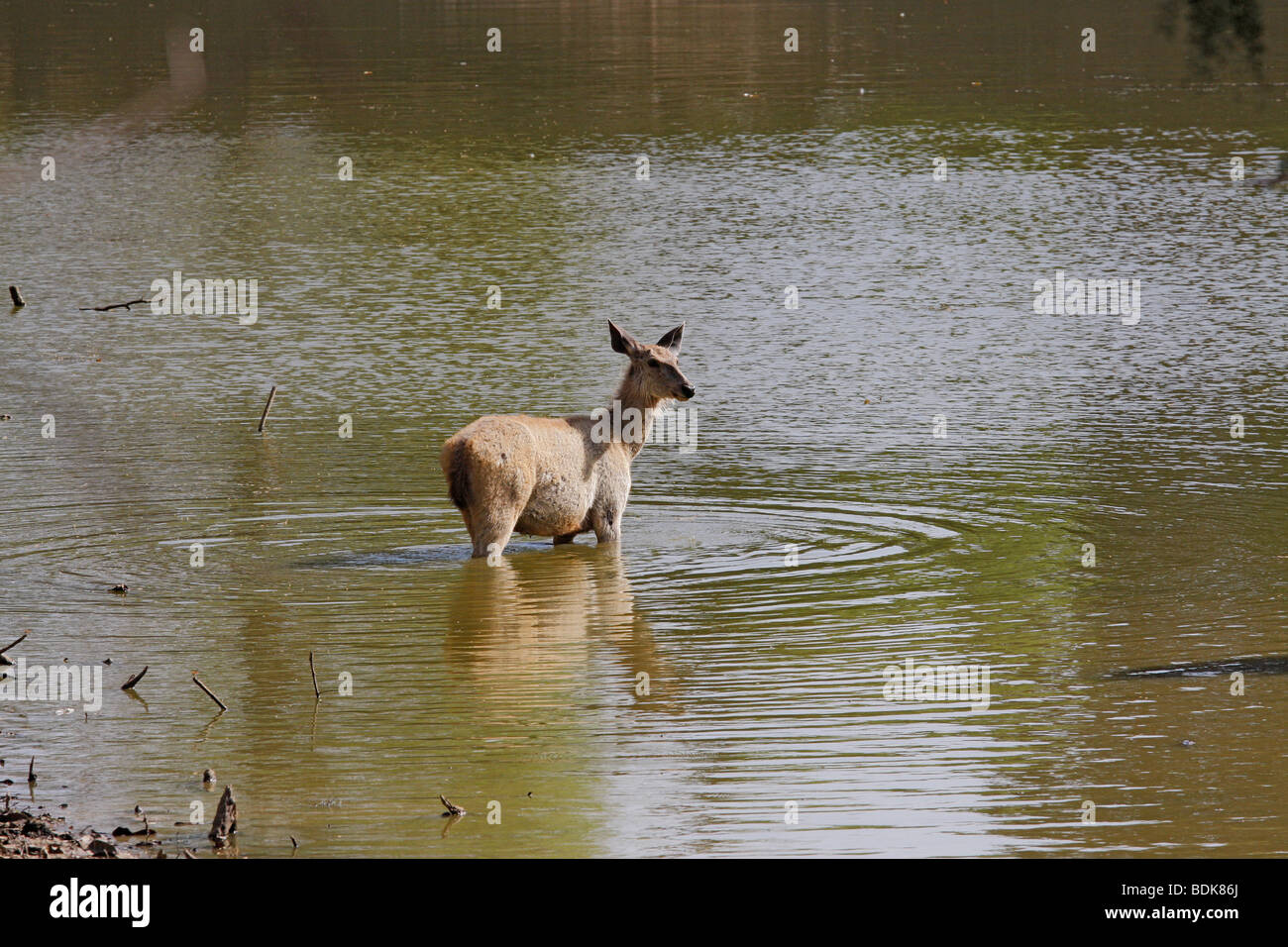 Sambar deer (Crevus unicolor) a Ranthambhore riserva della tigre, India. Foto Stock