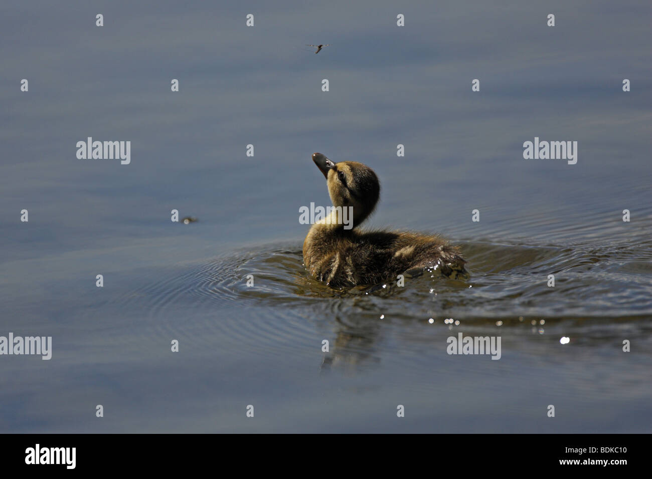 Pulcino di Germano Reale Anas Platyrhynchos chick nuoto in acqua con una riflessione completa cercando fino ad una mayfly è circa per la cattura di Foto Stock