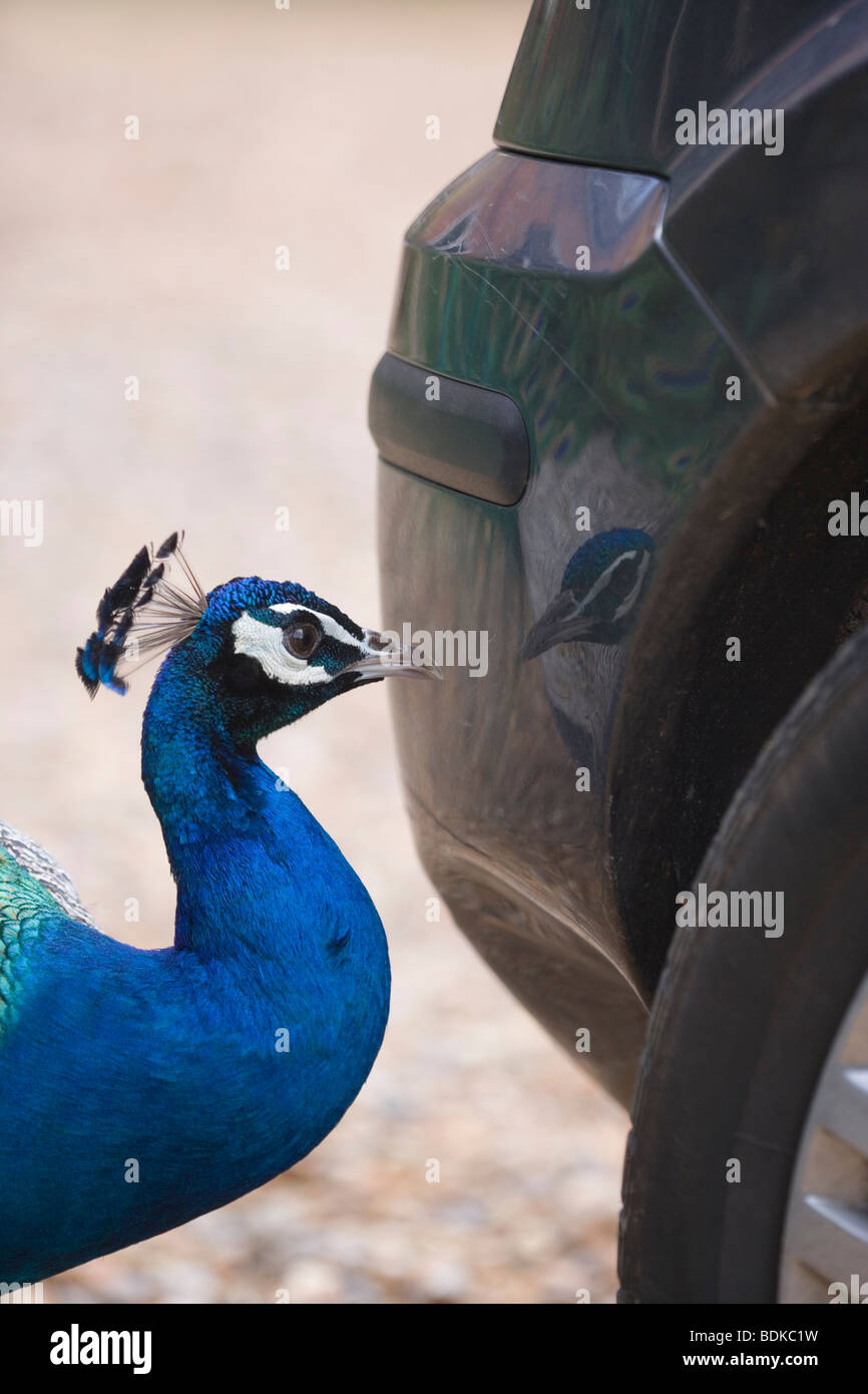 Peacock (Pavo cristata). Attaccare la propria riflessione visto nelle carrozzerie lucido sulla estremità posteriore del ​an automobile. Foto Stock