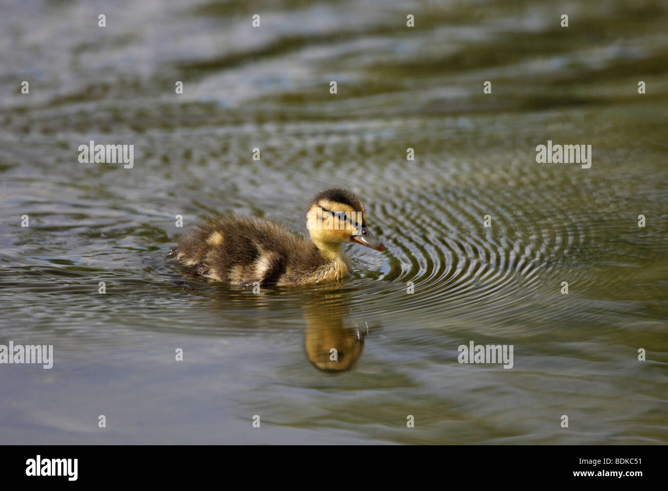 Pulcino di Germano Reale Anas Platyrhynchos chick nuoto con una riflessione completa in acqua e un onda di prua in primavera Foto Stock