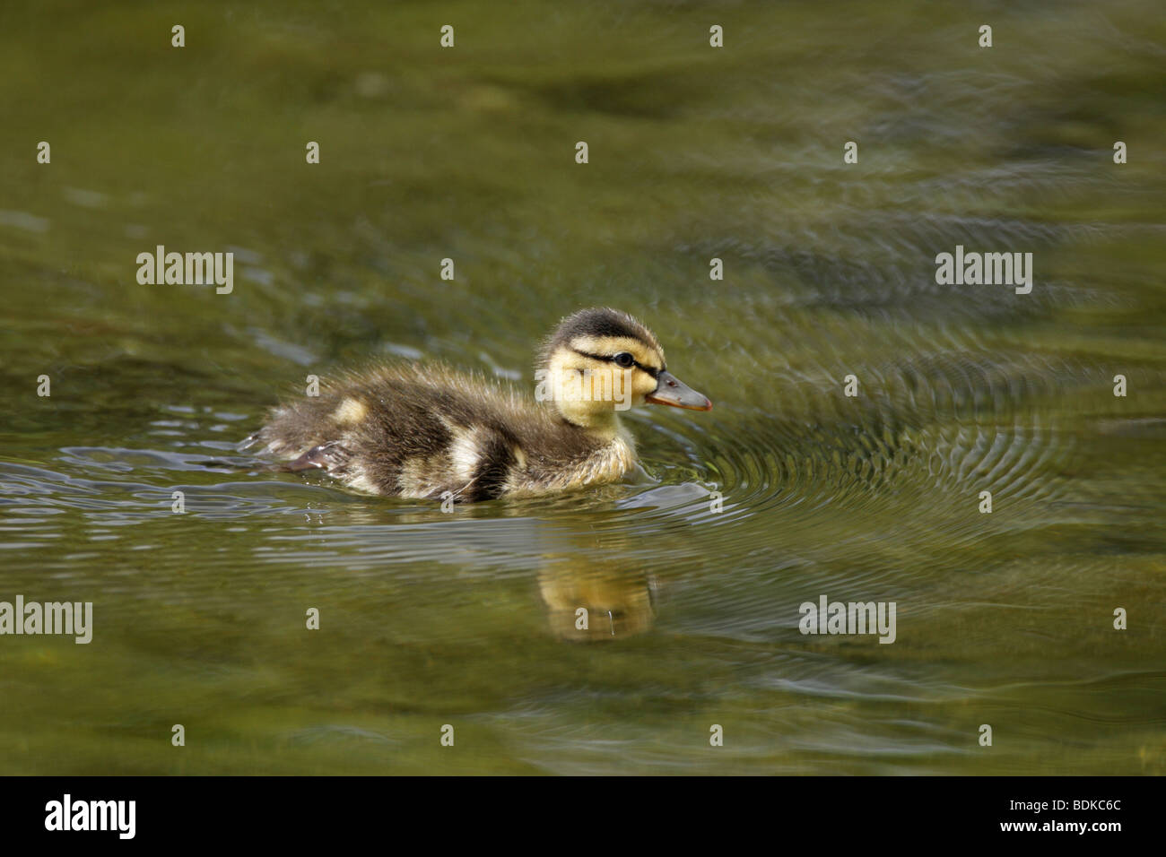 Pulcino di Germano Reale Anas Platyrhynchos chick nuoto con una riflessione completa in acqua e un onda di prua in primavera Foto Stock