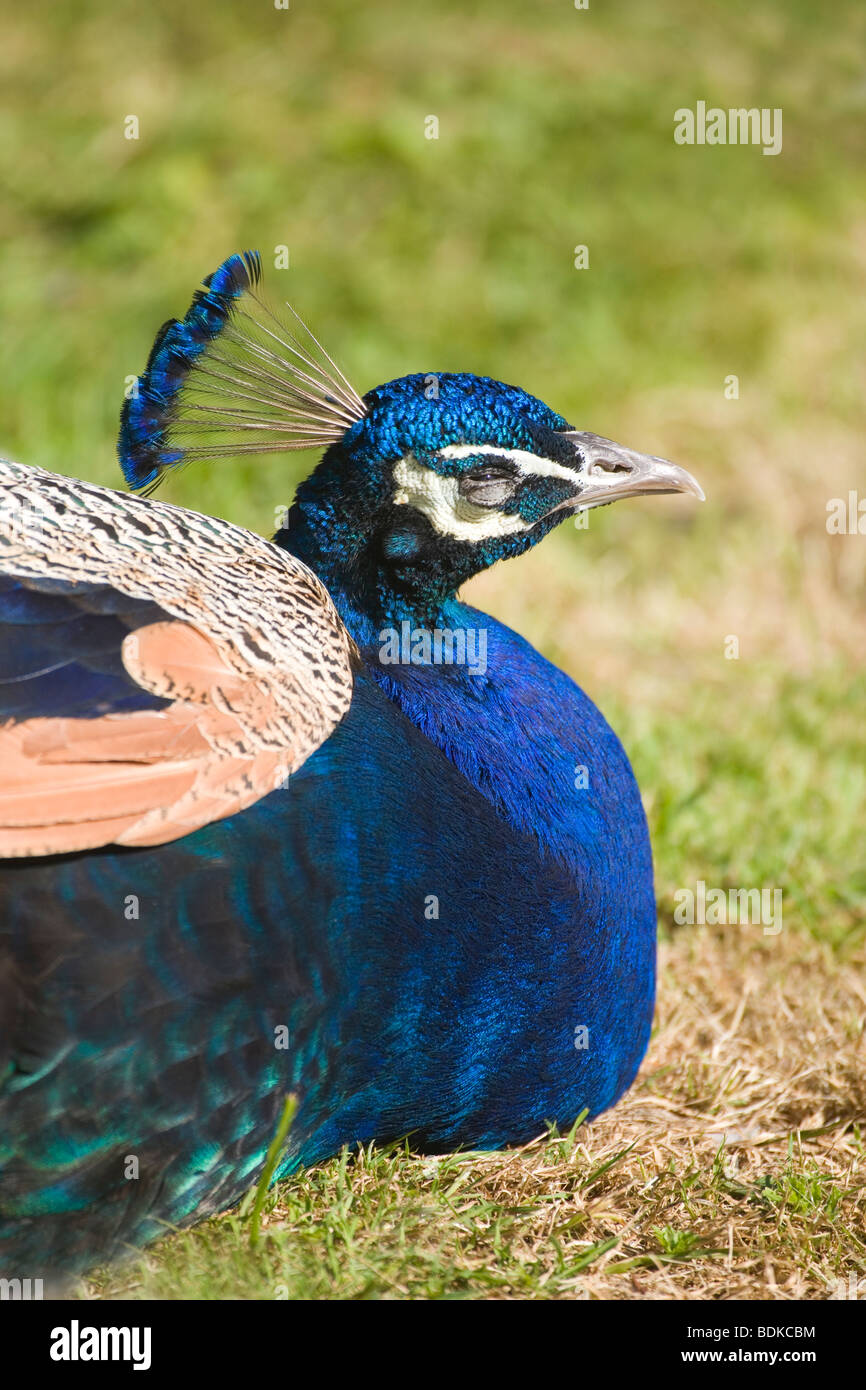 Comune, indiano o il blu pavone (Pavo cristata). Sun crogiolarsi con occhio socchiuso, coperchio inferiore per metà sollevato. Rilassante, seduto per terra in bright sunlight​. Foto Stock