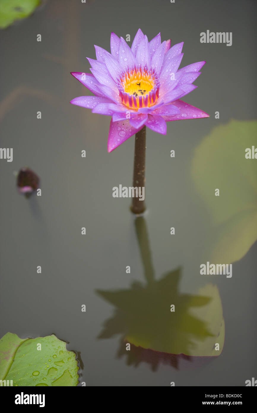 Blue Ninfea Bianca (Nymphaea stellata). Fiore nazionale dello Sri Lanka. Foto Stock