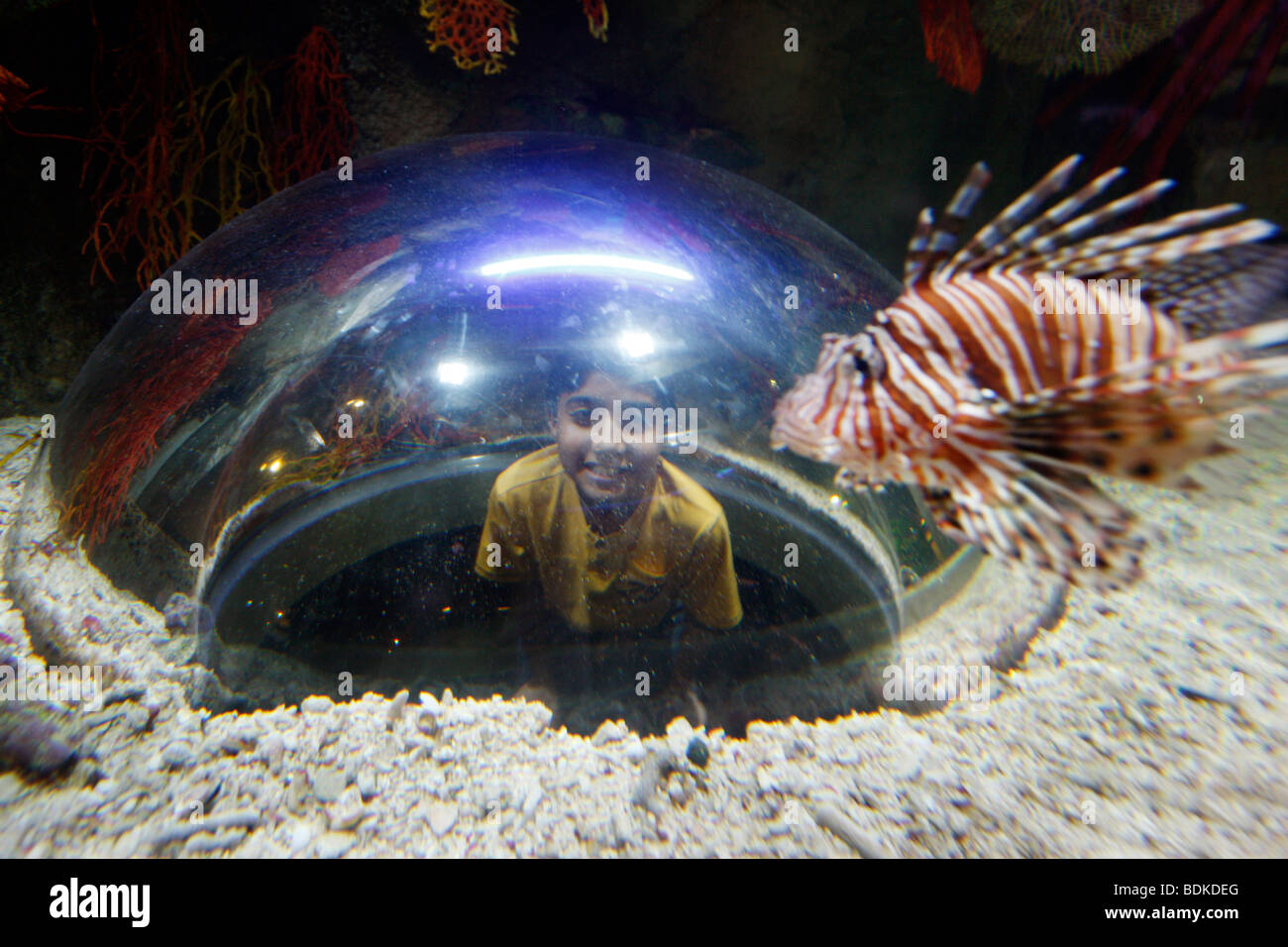 Dubai Aquarium e lo Zoo di subacquea, parte di Dubai Mall nel centro cittadino di Dubai, la parte nuova della città, Dubai, Emirati Arabi Uniti. Foto Stock
