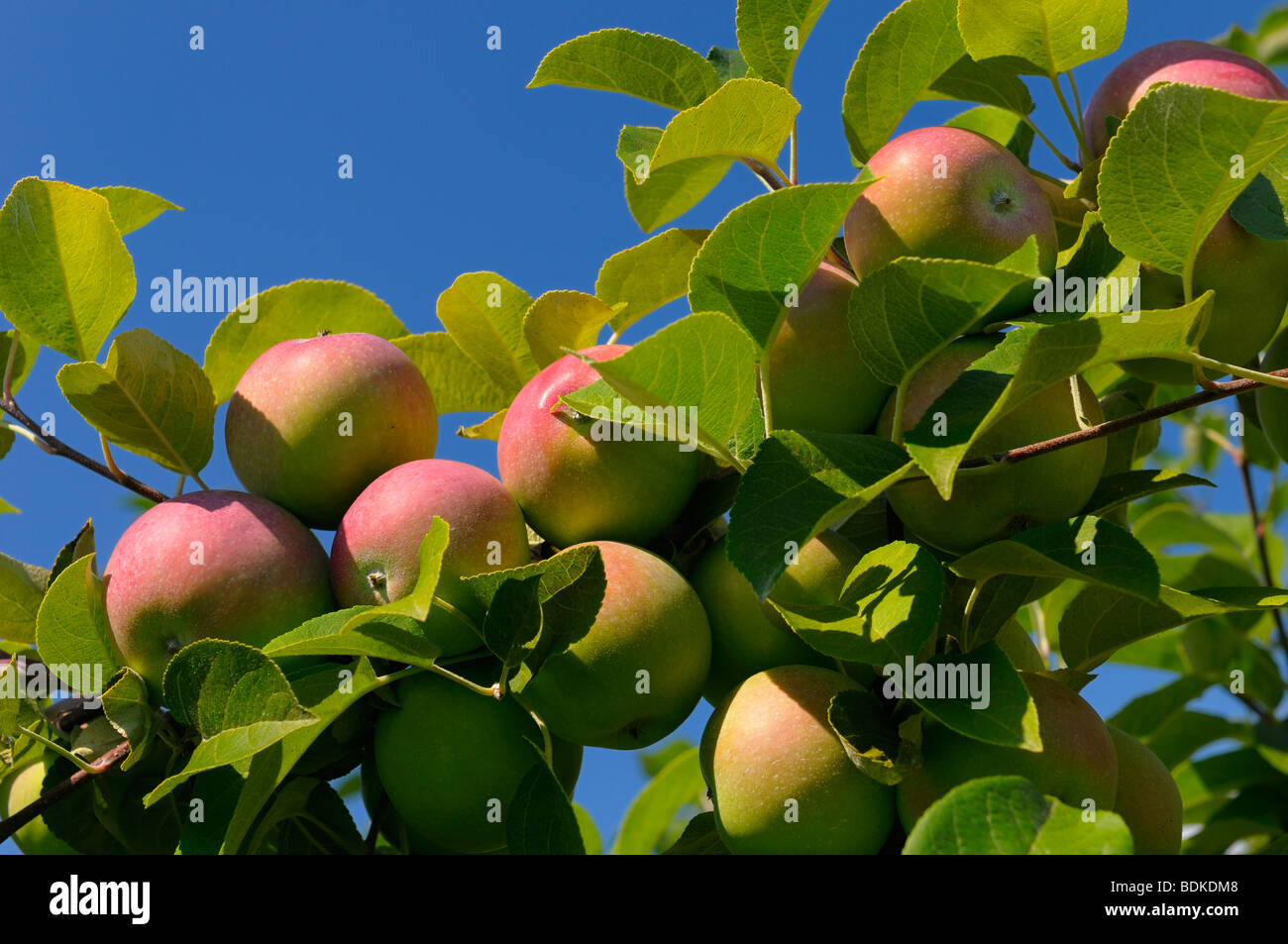 Macintosh le mele in un frutteto di Colborne Ontario Cramahe Township della contea di Northumberland Foto Stock
