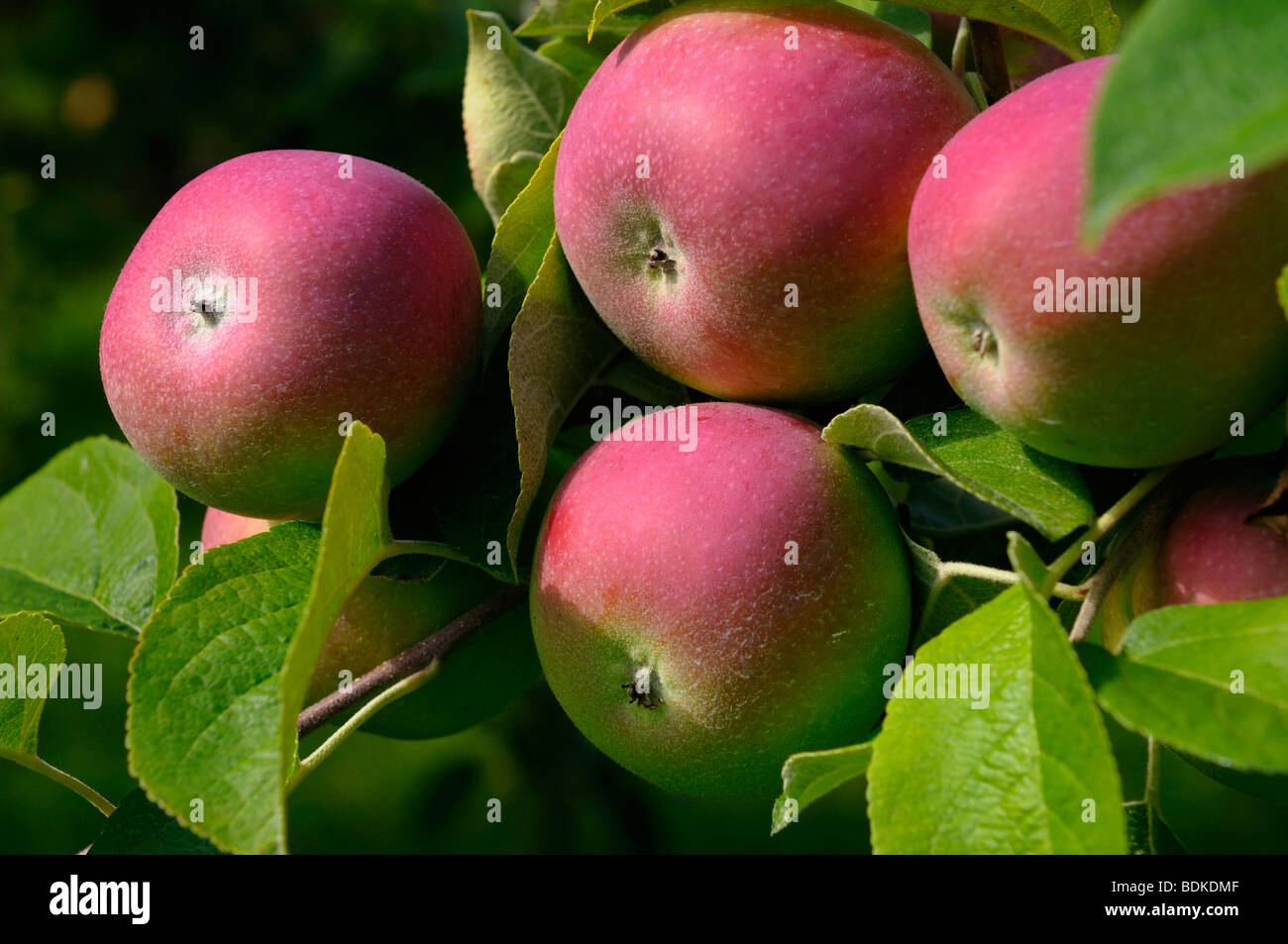 Close up di mele Macintosh su un albero in Colborne Ontario contea di Northumberland Canada Foto Stock