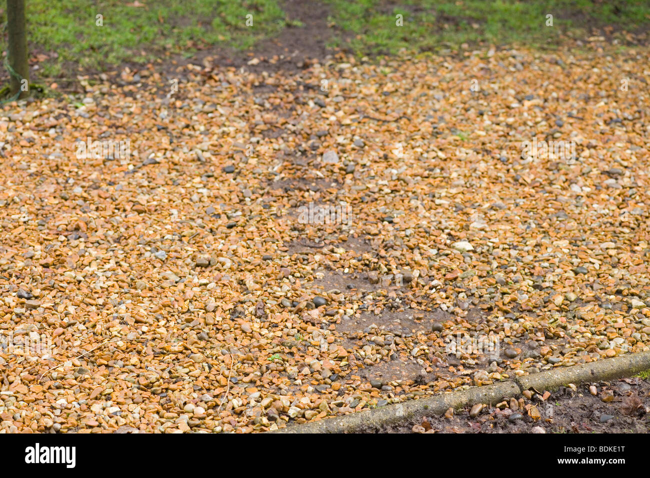 Muntjac Deer (Muntiacus reevesi). Ben utilizzati via di corsa attraverso un giardino di ghiaia di sentiero. Norfolk, Inghilterra. Foto Stock