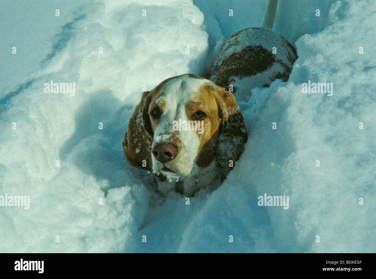 Cane curioso segue il proprietario in una neve profonda shoveled percorso. Foto Stock