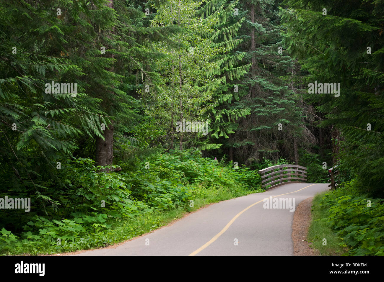 Sentiero per LAGO PERDUTO, Whistler, British Columbia, Canada. Foto Stock