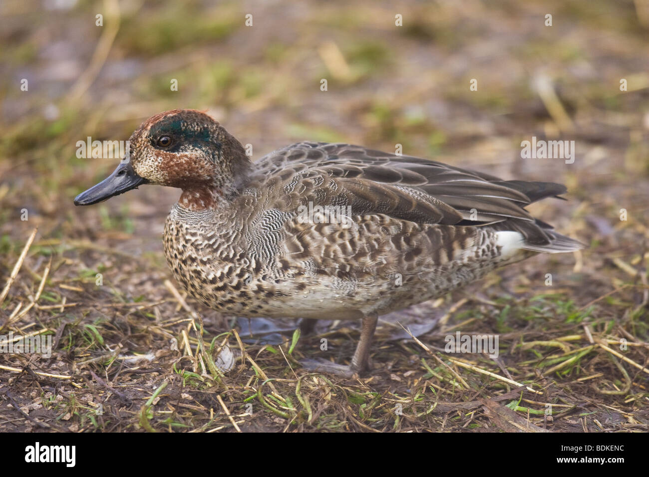 Ellisse drake comune (Teal Anas crecca) Foto Stock