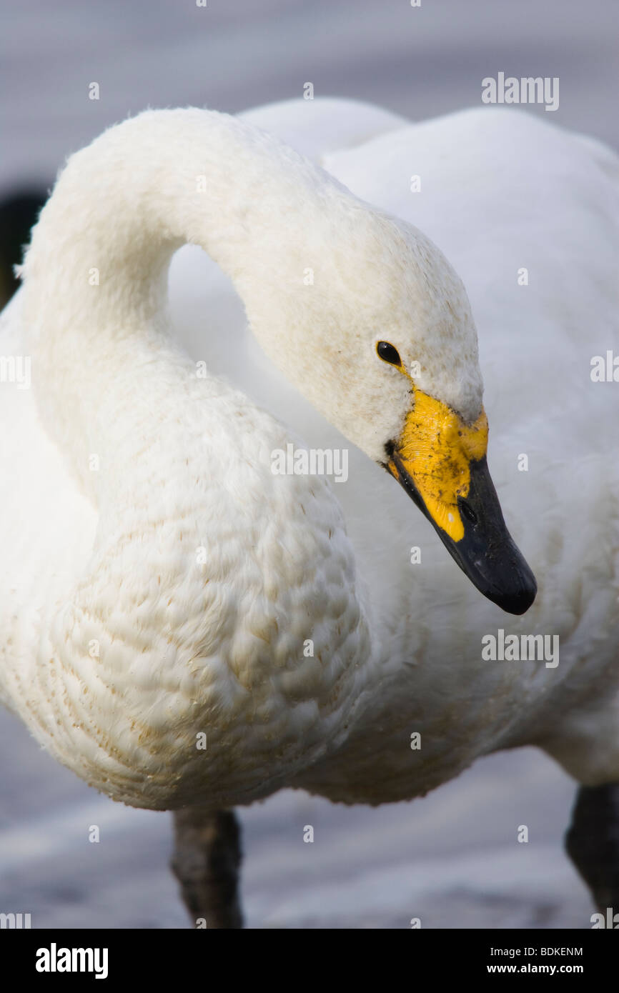 Adulto Whooper Swan (Cygnus cygnus) in piedi sul bordo di un lago Foto Stock