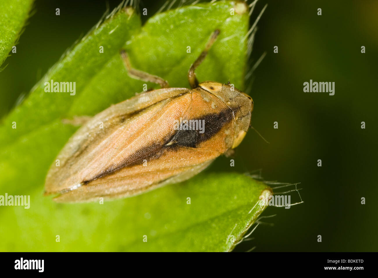 Comune (Froghopper Philaenus spumarius) su una foglia Foto Stock