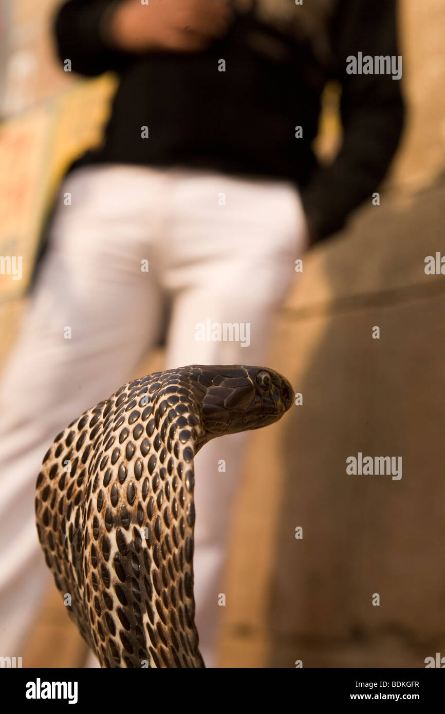 Un spectacled cobra pigoli fino da un incantatori di serpenti basker a Varanasi (India). Un uomo può essere visto in background. Foto Stock