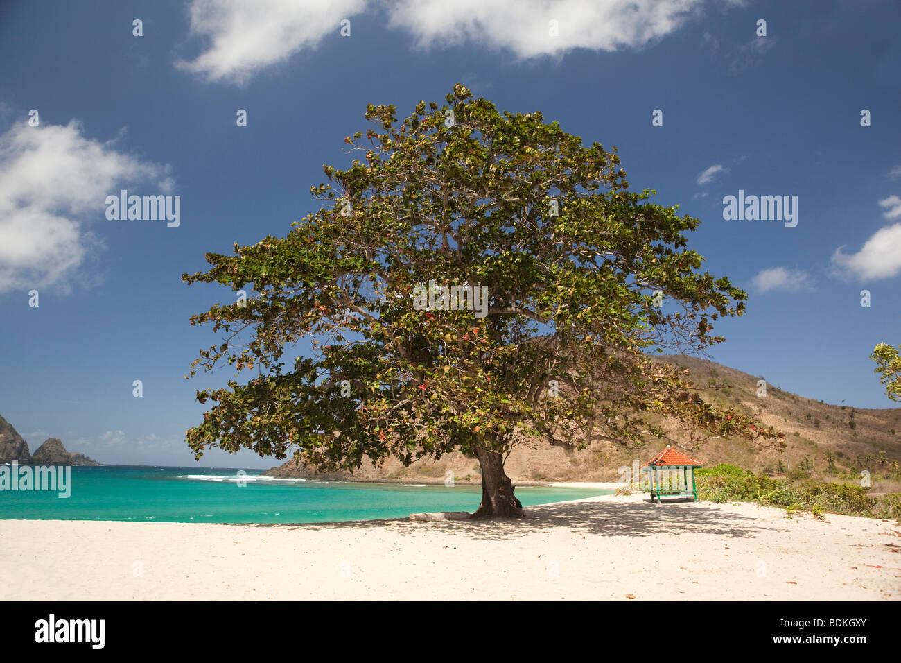 Indonesia, Lombok, South Coast, Mawun, spiaggia ombreggiata tree Foto Stock