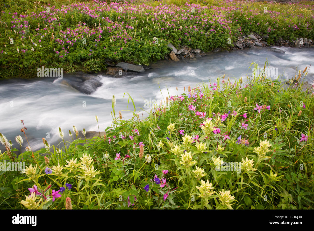 Fiori Selvatici lungo un flusso su Mt. Maratona, Seward, Alaska. Foto Stock