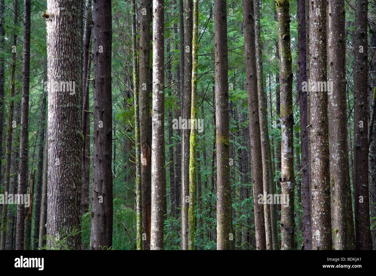 Costiero della foresta di pioggia sull'Isola di Vancouver. Foto Stock