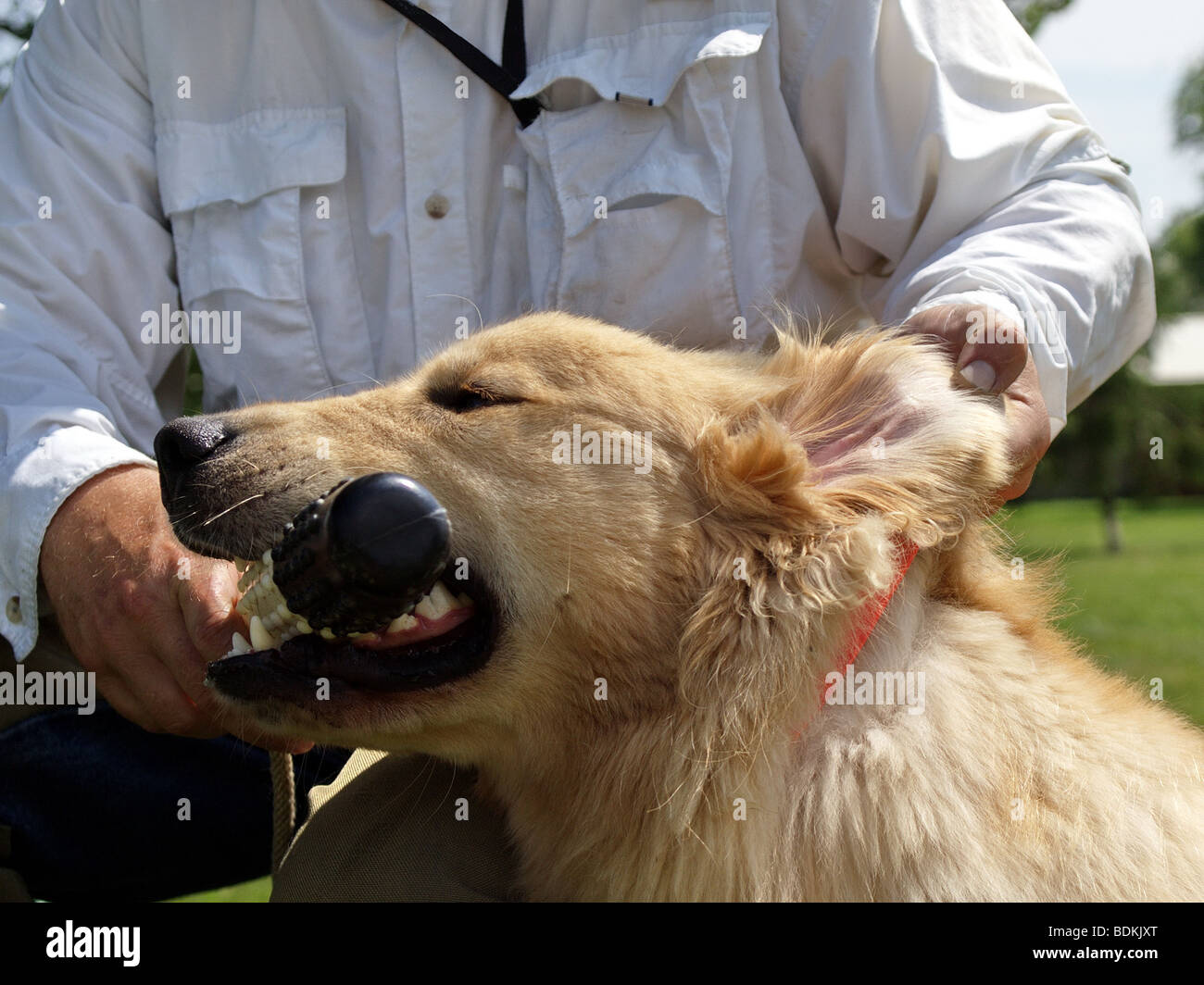 Vigore Fetch vengono insegnati a un bambino di 9 mesi, Golden Retriever. Foto Stock