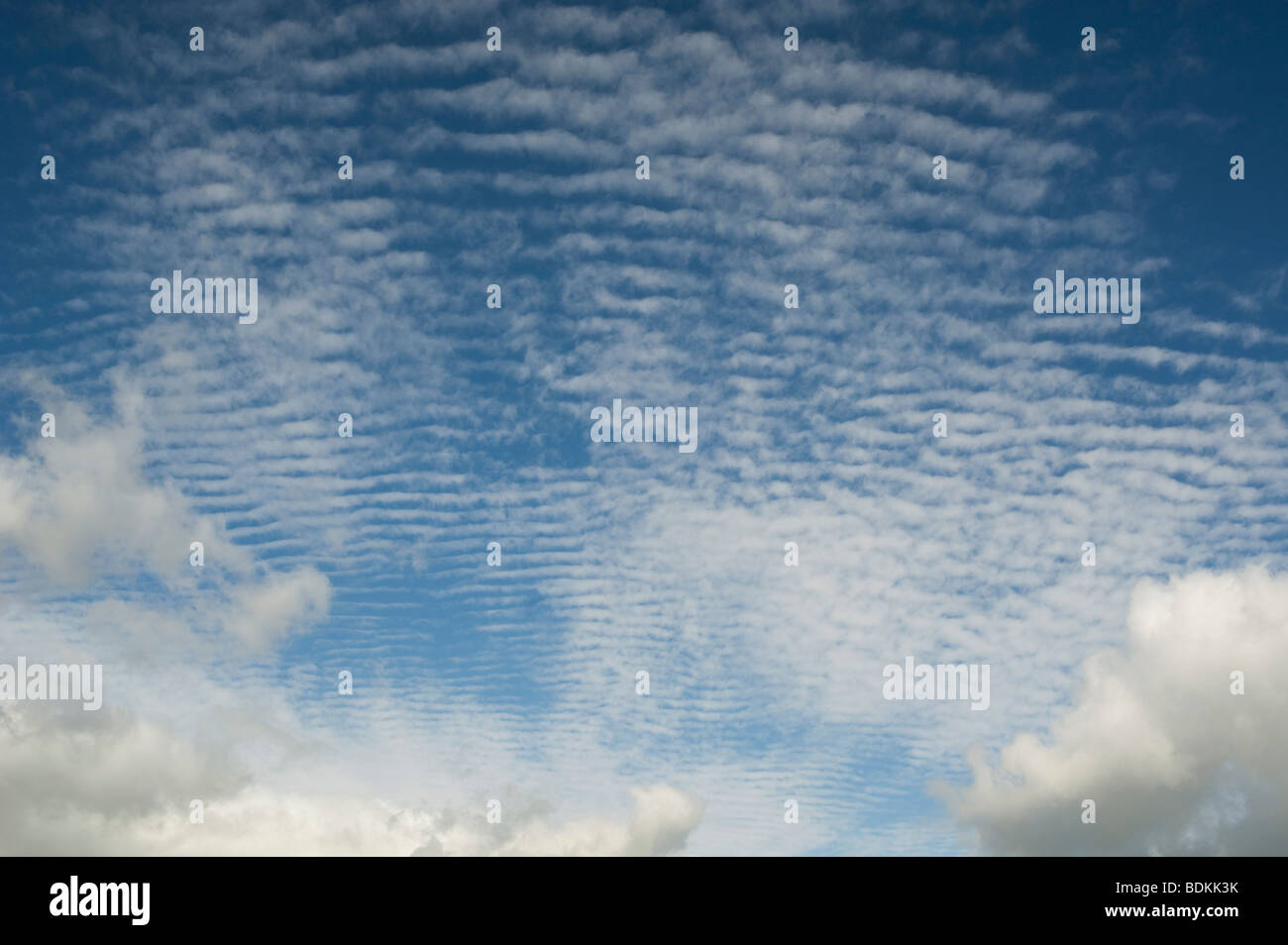 Altocumulus undulatus nuvole Foto Stock