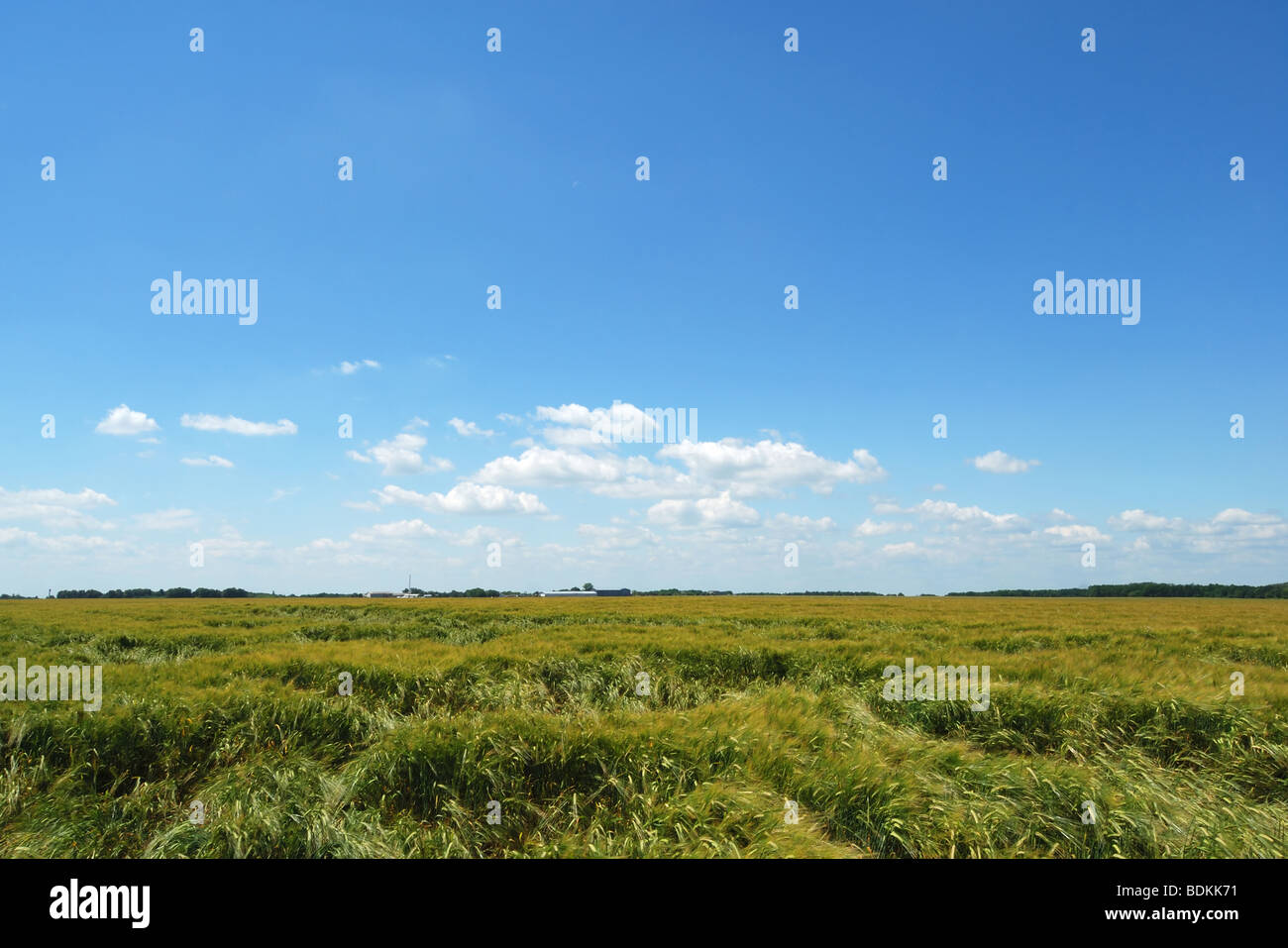 Green campo di grano con spikelets mettere giù con vento contro il cielo estivo blu Foto Stock